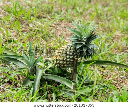 pineapple fruit farm growing nature background