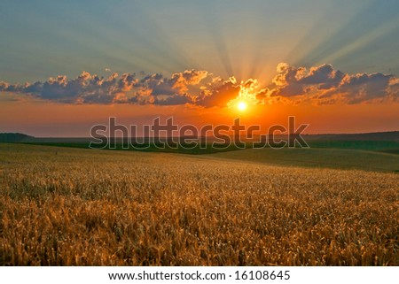 Yellow field on a background of magic sky
