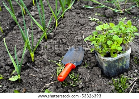 An image of plants in the ground and shovel
