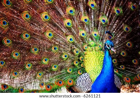 A peacock shows its feathers - only to find a whole in the fan shape.