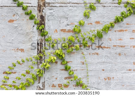 Green Creeper Plant on a brick Wall
