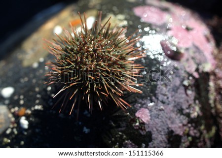 Urchin on a rock in the Kwazulu Natal Coastline of South Africa.  Marine life in a rock pool.