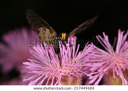 Butterfly on purple pompom weed flower