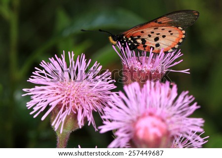 Butterfly on purple pompom weed flower