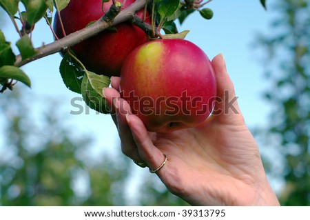 Hand picking a nice ripe apple in an orchard.