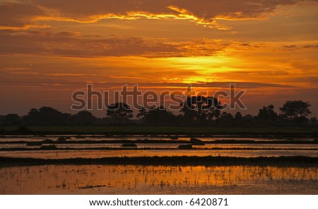 Beautiful sunset over the rich paddy fields of south india