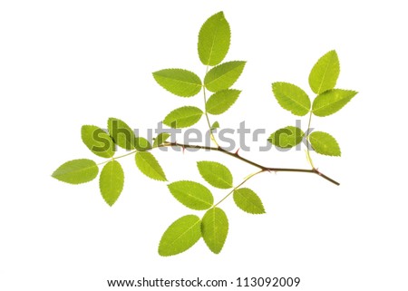 Dog Rose or wild rose (Rosa canina), leaves against a white background