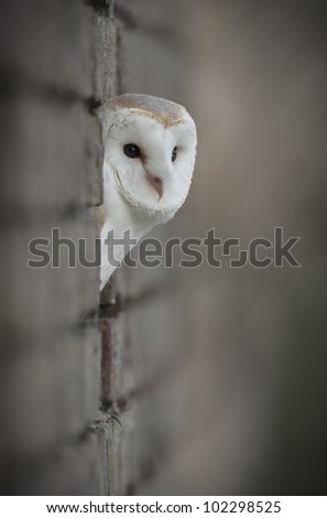 During his dusk hunting patrol a Barn Owl takes stand in a hole in the side of an agricultural outbuilding.