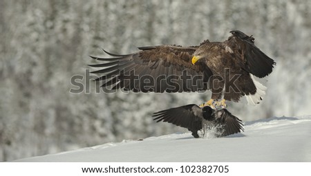 A White-tailed Eagle coming in to land on a snow covered carcass - a Hooded Crow struggles to get out of the eagles way.