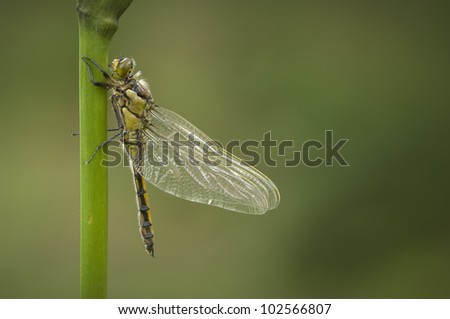 A freshly emerged Four Spotted Chaser, or \