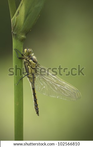 A freshly emerged Four Spotted Chaser, or \