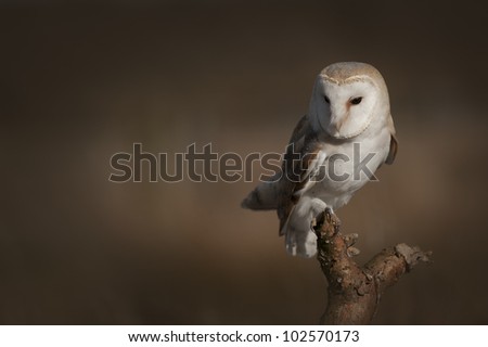 A Barn Owl perched on a dead tree branch in open ground and scanning the undergrowth beneath it for movement or the sound of a potential meal on the move.