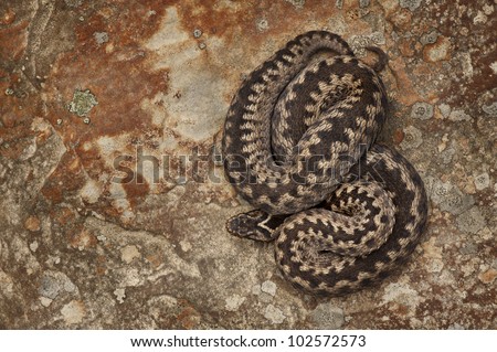 A female European Adder basking on sandstone in order to warm her body using the latent heat contained within the rock.