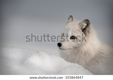 An Arctic Fox in its\' winter coat. Looking left out of the frame.