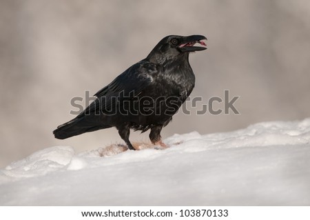 A Raven scavenging a Red Fox carcass in deep snow.