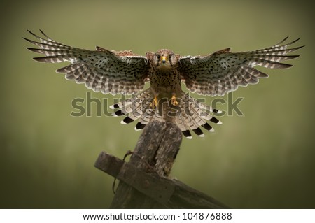 Common Kestrel in flight A female Common Kestrel (Falco tinnunculus) coming in to land on an old wooden gate.