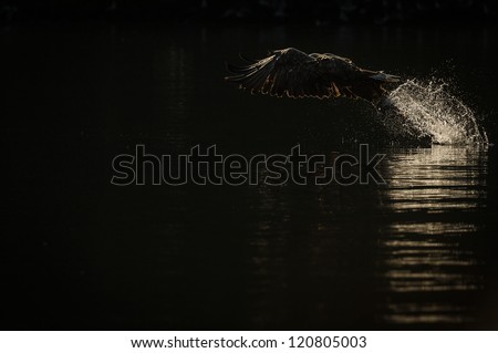 A mature female White-tailed eagle takes a fish from the dark waters of a deep Norwegian fjord at dawn. She, and the explosion of water she creates is strongly back lit be the rays of the rising sun.