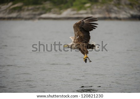 A White tailed Eagle hunting off the Norwegian coast carries a Coal fish back to the nest to feed her hungry chicks.
