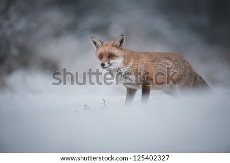 A female Red Fox in winter. This fox has just heard the camera shutter and is in an alert posture.