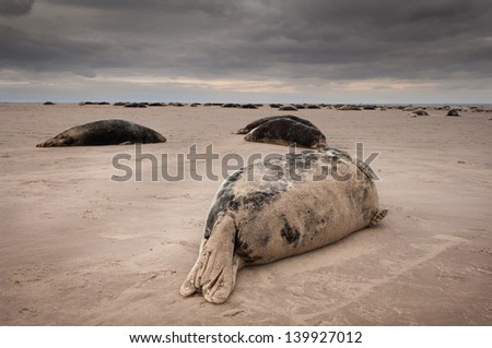 A small group of four young bull Grey Seals resting on the edge of the main colony.