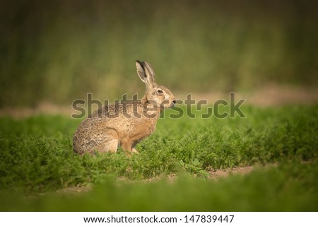 A Brown Hare takes time out from munching on carrot tops to cast a wary glance at the camera.