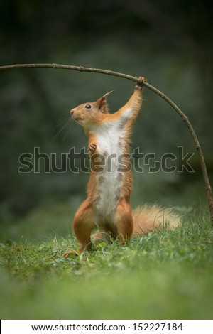 A female Red Squirrel standing up on her back legs and using her front paws to pull a sapling over.