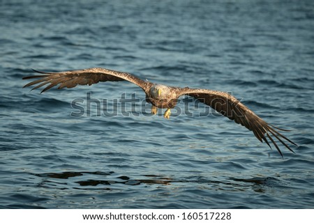 A female White-tailed eagles flies low to the water and directly at the camera.