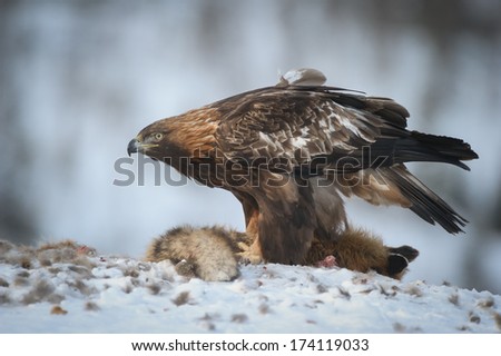 A mature female Golden Eagle. Feared and respected by all the other eagles she is the matriarch of the areas eagle population.