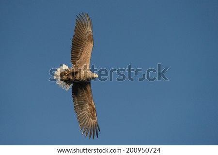 A soaring White-tailed Eagle directly overhead the camera as it glides majestically through the air scanning the surface of the sea for a potential meal.