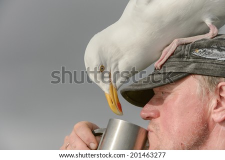 An inquisitive Herring Gull, sitting on a persons head, inspects the contents of a coffee mug. The mug is being drunk from by Ole Martin Dahle, the \