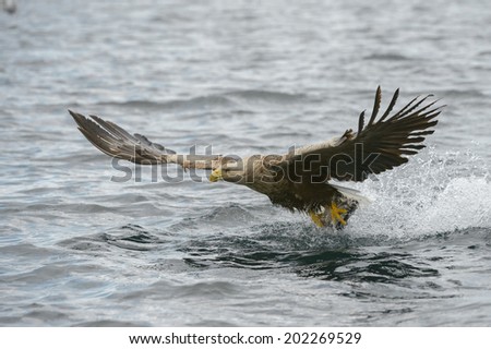 A White-tailed Eagle struggles to lift a very large heavy fish catch from the water of a Norwegian fjord.