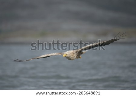 A White-tailed eagle gliding towards the camera, its nictitating membrane partially covering its eye.