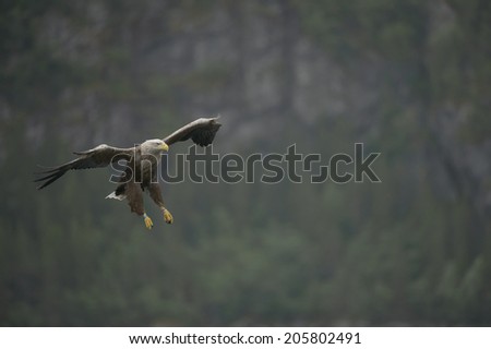 A White-tailed eagle manoeuvres in the air whilst its eyes never leave its intended target. This image has copy space.
