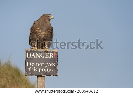 A falconers Harris Hawk is perched on an old painted danger warning sign at the edge of a disused quarry.  The paint work on the sign is flaking away because of weathering.