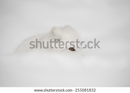 An Arctic Fox lies nearly hidden from view behind an undulation in her snow-covered domain.