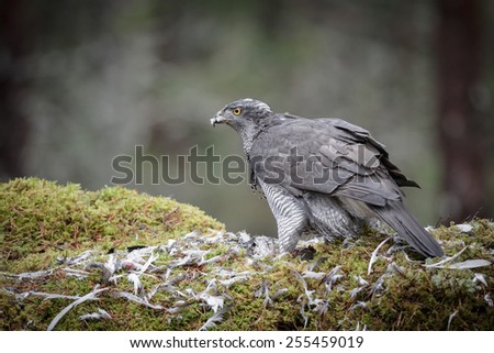 A mature male Goshawk feeding on its prey. A very secretive bird, living in the darkness of the deep forest, this bird is rarely seen by humans.
