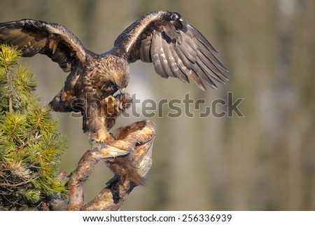 A young male Golden Eagle uses his wings to balance while he gets a firm hold of a Pine Marten and the branch of a tree.