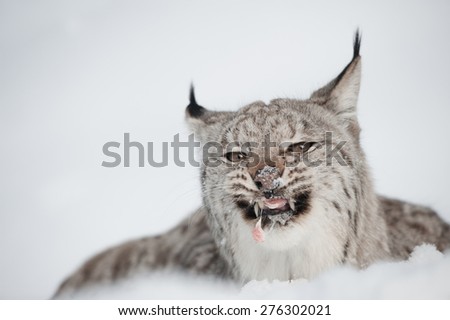 A Lynx feeding on the last morsel of a meal while lying in deep snow.