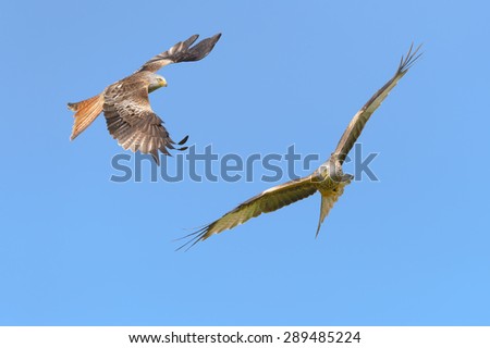 Red Kites flying against a cloudless blue sky.