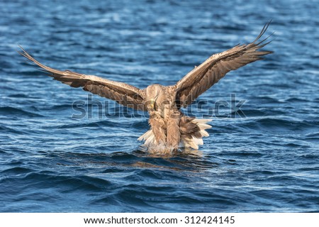 A White-tailed Eagle continues the attack on its prey, directly at the camera.