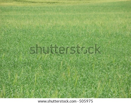 field of un-ripe barley