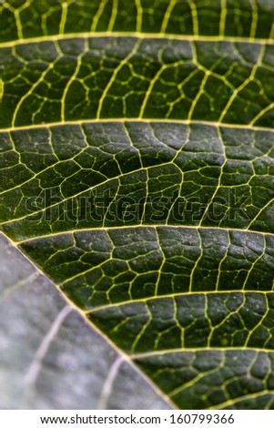 extreme macro shot of the surface of a leaf showing the veins