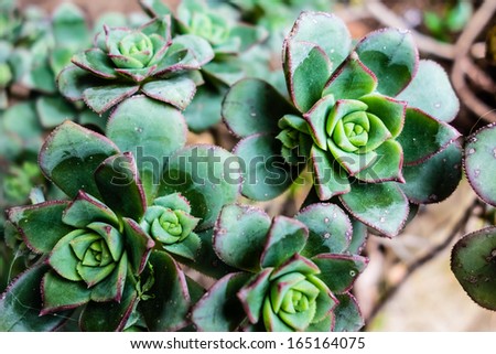 macro shot of some Hens and Chicks or House leek Succulent