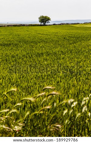 a beautiful and vibrant green crop in south italy