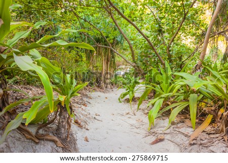 a tropical and lush jungle on an exotic island called Phi Phi leh, Thailand