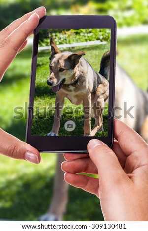 a woman using a smart phone to take a photo of her dog playing on a bright green grass field