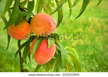 Peaches on Green, Grassy Background - Ripe peaches on the branch of a tree with soft green background