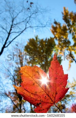sun shining through leaf on a fall day