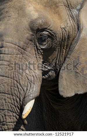 Close-up of elephant face with wrinkled skin and tusk
