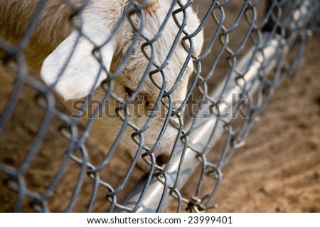 A sad animal pondering its fenced environment